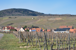 Vinyard Alsace Riquewihr