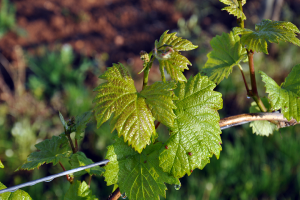 Riquewihr Alsace Grape Leaf