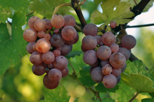 Alsace Grapes Riquewihr